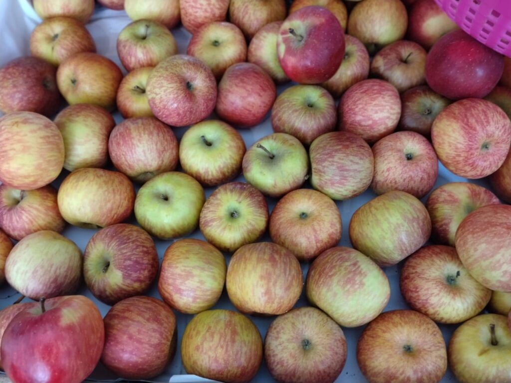 BUAH-BUAHAN-july-13