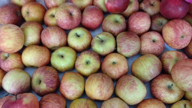 BUAH-BUAHAN-july-13