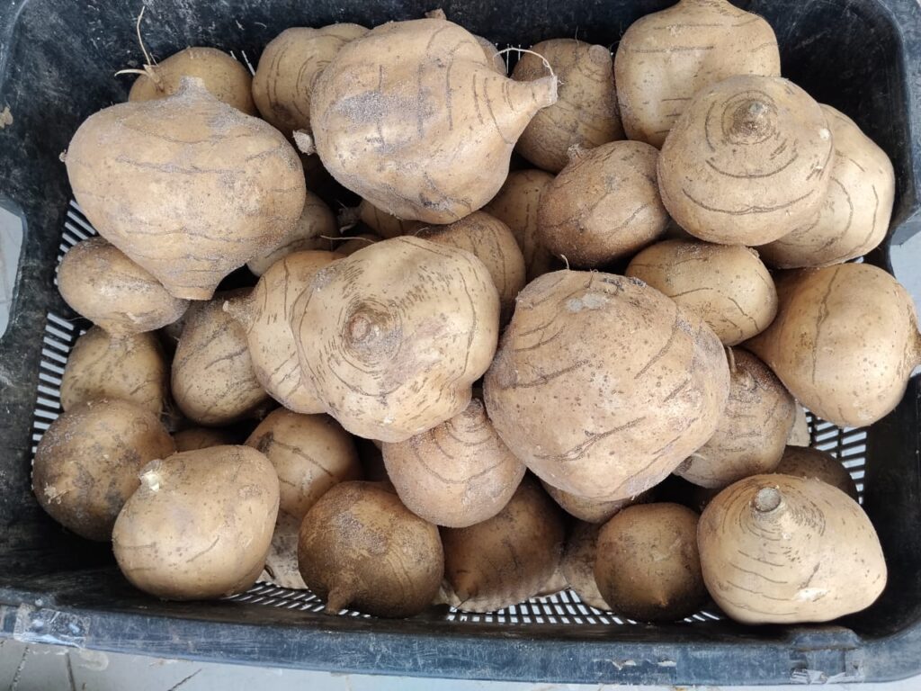 BUAH-BUAHAN-july-17