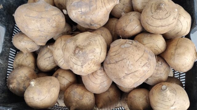 BUAH-BUAHAN-july-17
