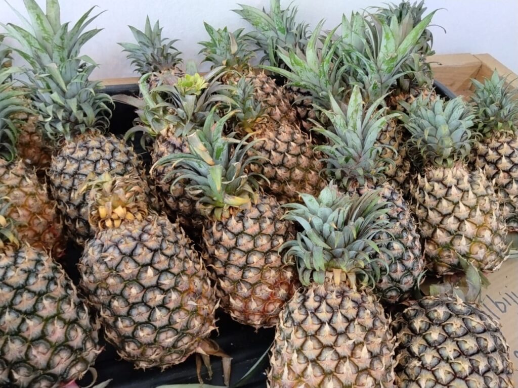 BUAH-BUAHAN-july-3