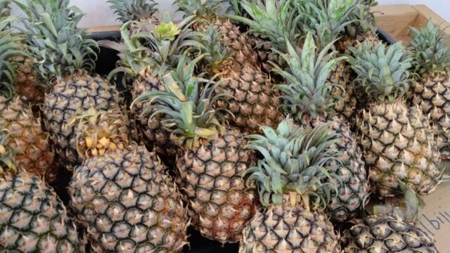 BUAH-BUAHAN-july-3